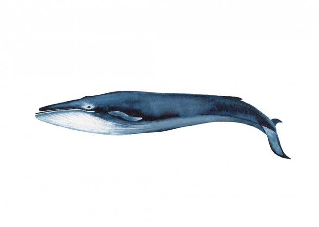  - Simple animal poster with a drawing of a blue whale on a white background.