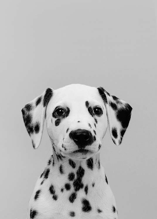  - Animal poster with a Dalmatian puppy in portrait on a grey background.