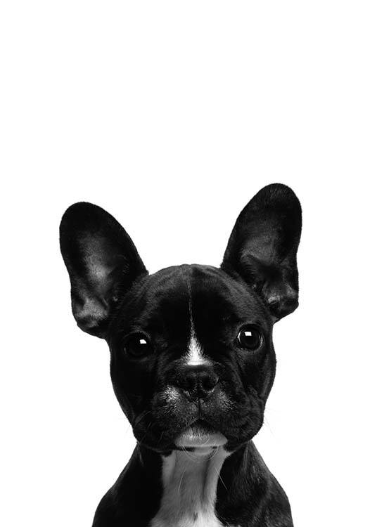  - Moderne animal poster with a portrait of a black French Bulldog and a white background.