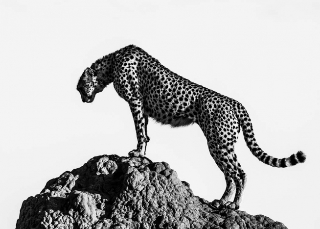 Hunting Cheetah Poster / Black & white at Desenio AB (2672)