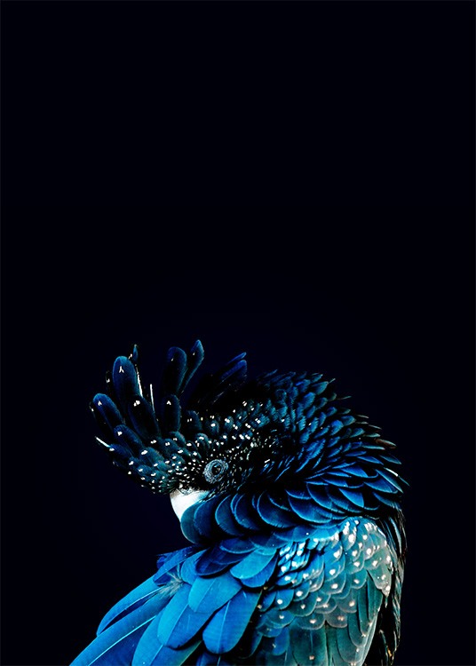 Blue Cockatoo Poster / Photographs at Desenio AB (2730)