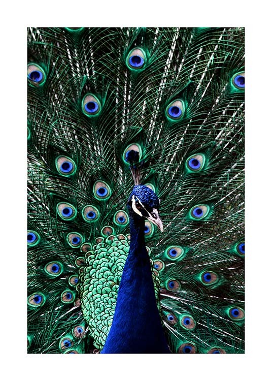 Peacock Poster / Photographs at Desenio AB (2733)