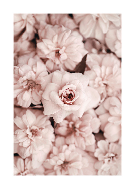 Bed Of Flowers Poster / Photographs at Desenio AB (2786)