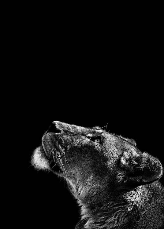 Lioness Poster / Black & white at Desenio AB (2814)