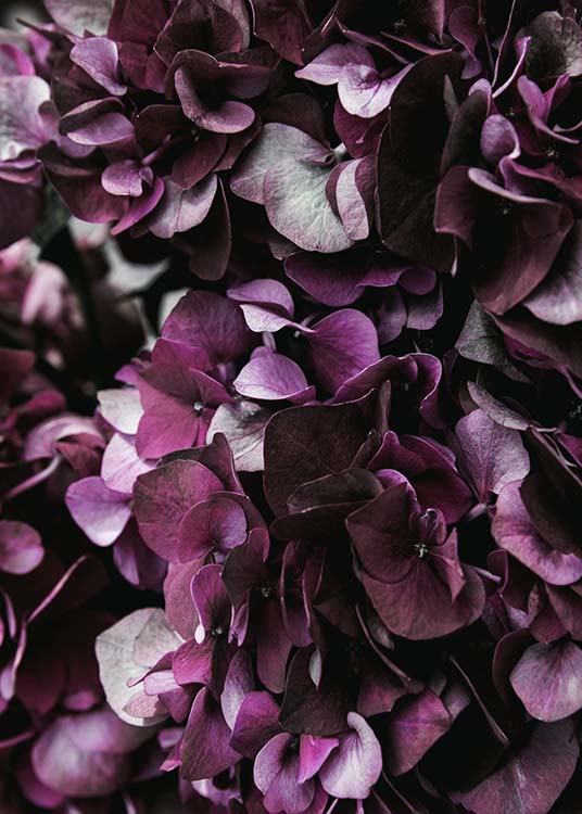 Purple Hydrangea Close Up Poster / Photographs at Desenio AB (2825)