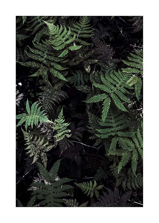 Forest Treasure Poster / Photographs at Desenio AB (2827)