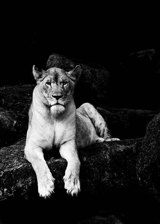 Lioness B&W Poster / Black & white at Desenio AB (2908)