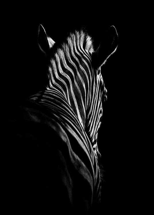 Zebra B&W Poster / Black & white at Desenio AB (2911)