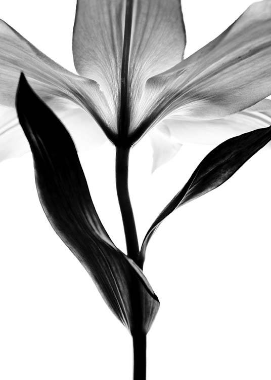 Lily Monochrome Two Poster / Black & white at Desenio AB (2937)