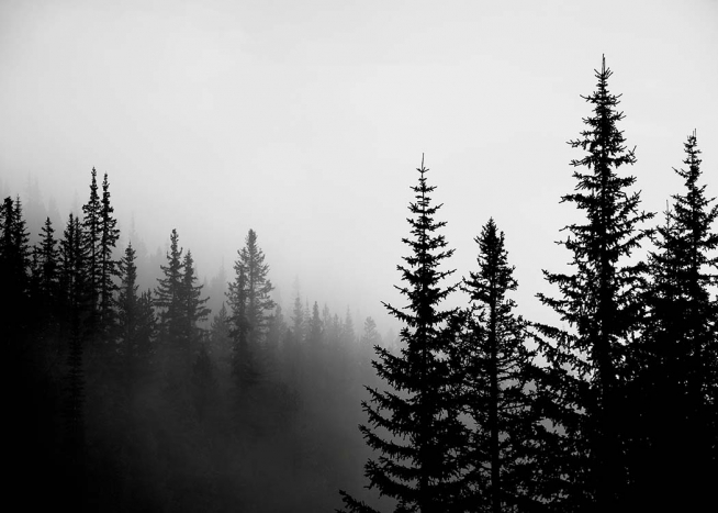 Foggy Tree Tops Poster / Black & white at Desenio AB (3303)