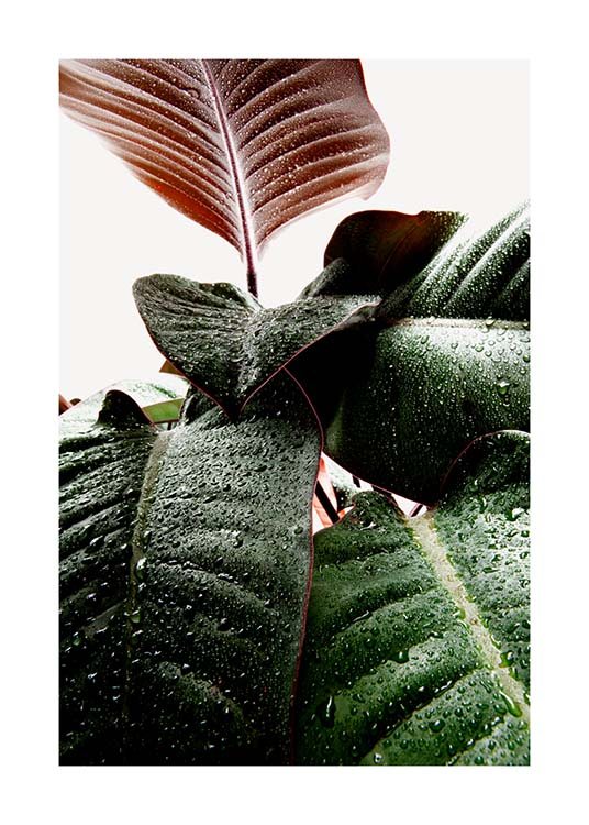 Wet Rubber Leaf One Poster / Photographs at Desenio AB (3335)