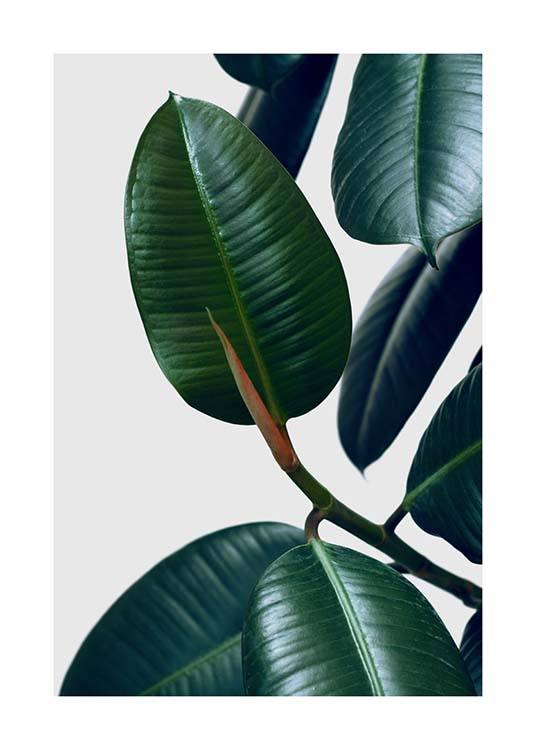 Rubber Plant Two Poster / Photographs at Desenio AB (3338)