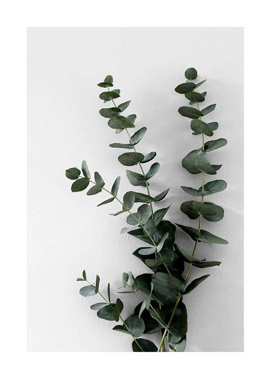 Eucalyptus Branch Two Poster