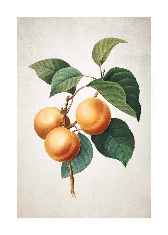 Apricot Poster / Kitchen at Desenio AB (3513)
