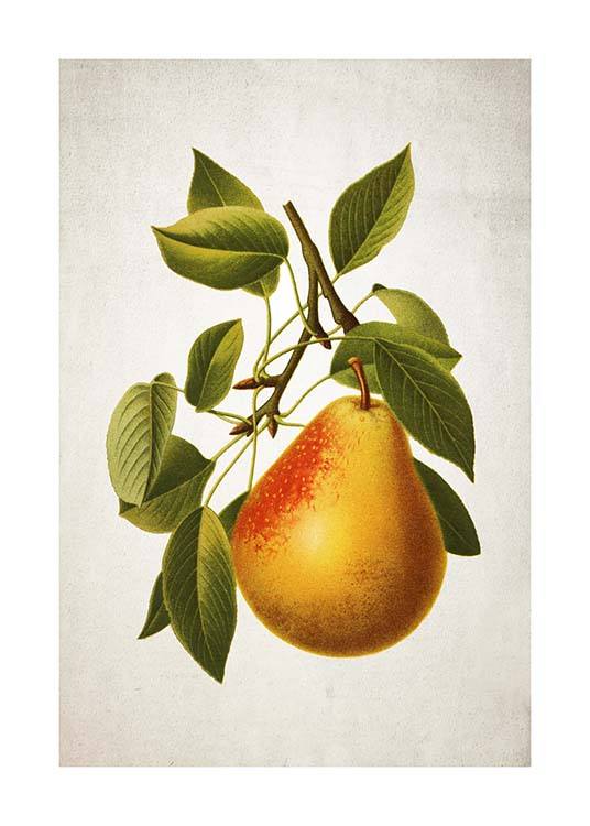 Pear Poster