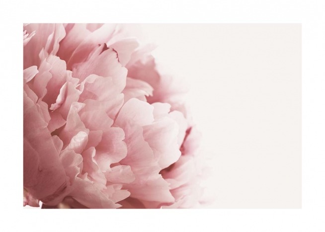 Pink Peony Close Up Poster / Photographs at Desenio AB (3530)
