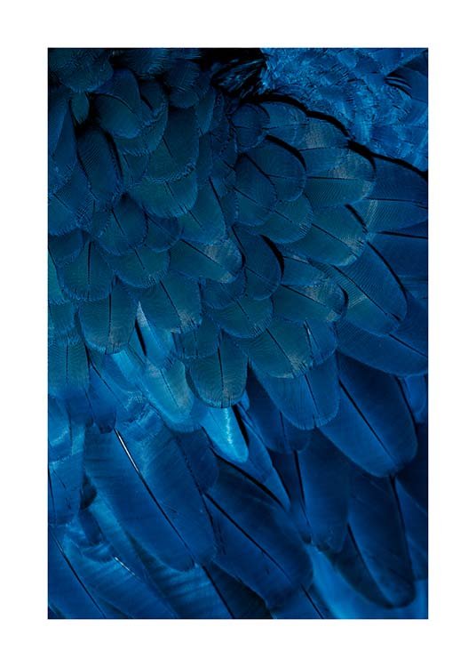 Deep Blue Feathers Poster / Photographs at Desenio AB (3538)