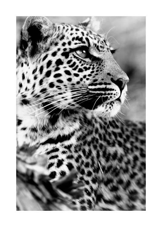 Leopard Poster / Black & white at Desenio AB (3541)