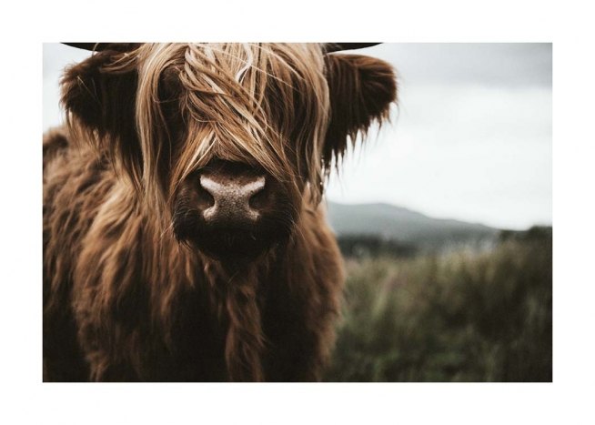 Highland Cattle Poster / Animals at Desenio AB (3542)