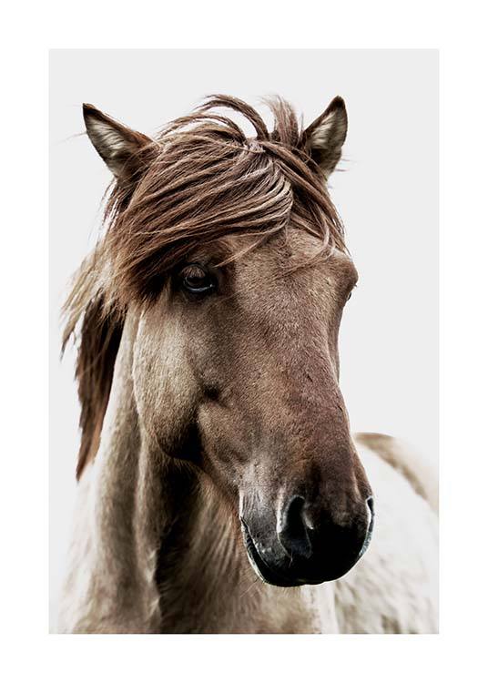Brown Horse Poster / Photographs at Desenio AB (3544)
