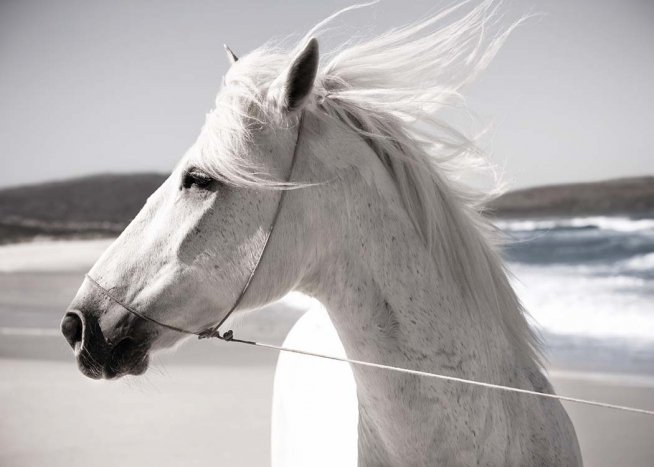 White Horse On Beach Poster / Photographs at Desenio AB (3547)