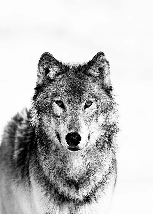 Wolf B&W Poster