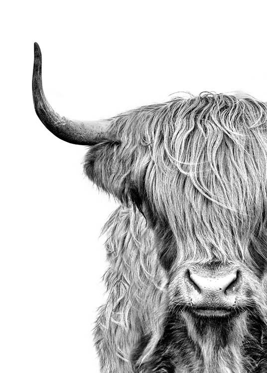 – Black and white photograph of a the face of a highland cow with fur in front of it's eyes