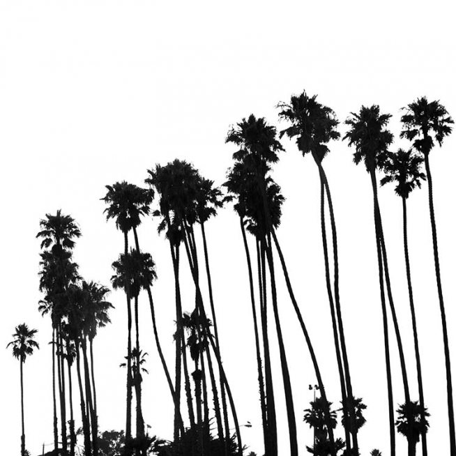 Venice Beach Palm Trees No1 Poster / Black & white at Desenio AB (3776)
