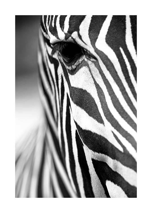 Zebra Close Up Poster / Black & white at Desenio AB (3855)