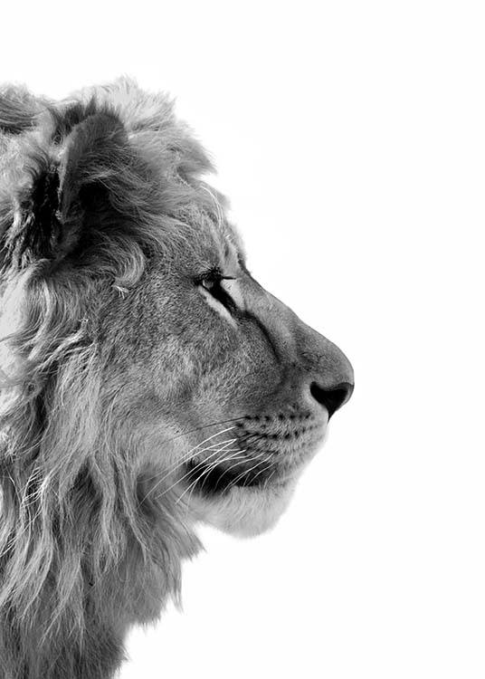  – Black and white photograph of a lion seen from the side