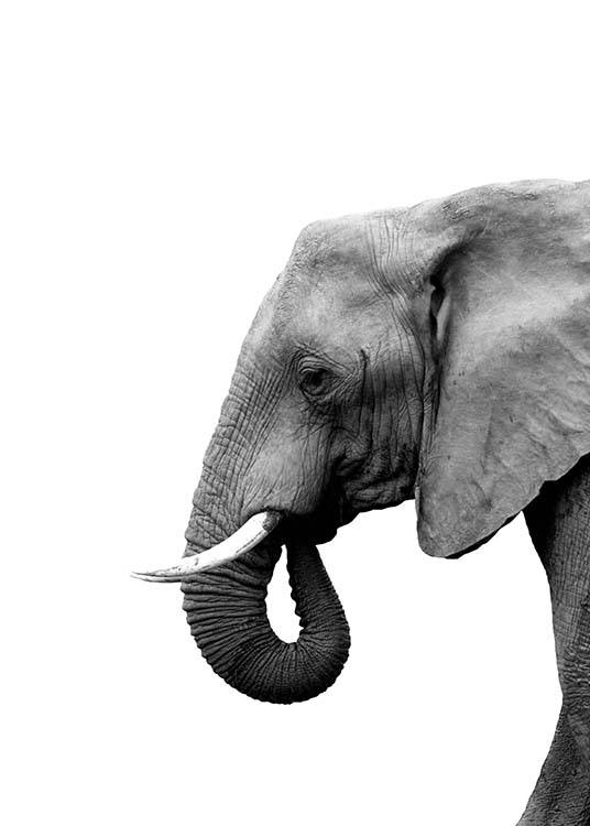 Elephant From Side Poster