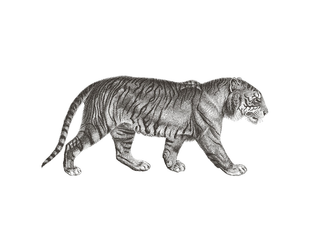 Tiger Illustration, Poster / Black & white at Desenio AB (7032)