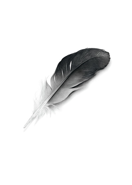 Black Feather, Posters / Black & white at Desenio AB (7357)