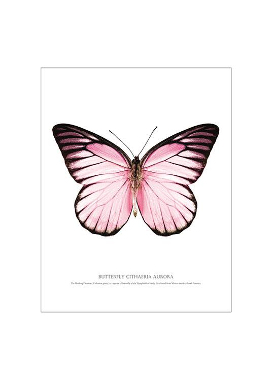 Butterfly Pink, White Background Poster  / Text posters at Desenio AB (7461)