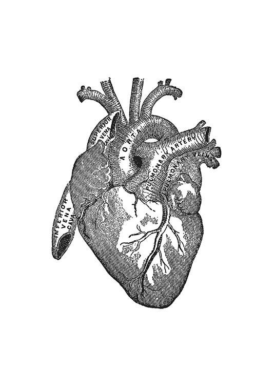 Heart Anatomy, Affischer / Black & white at Desenio AB (7479)