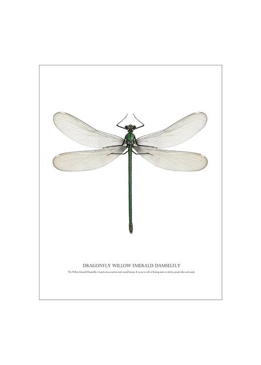Dragonfly White, Posters