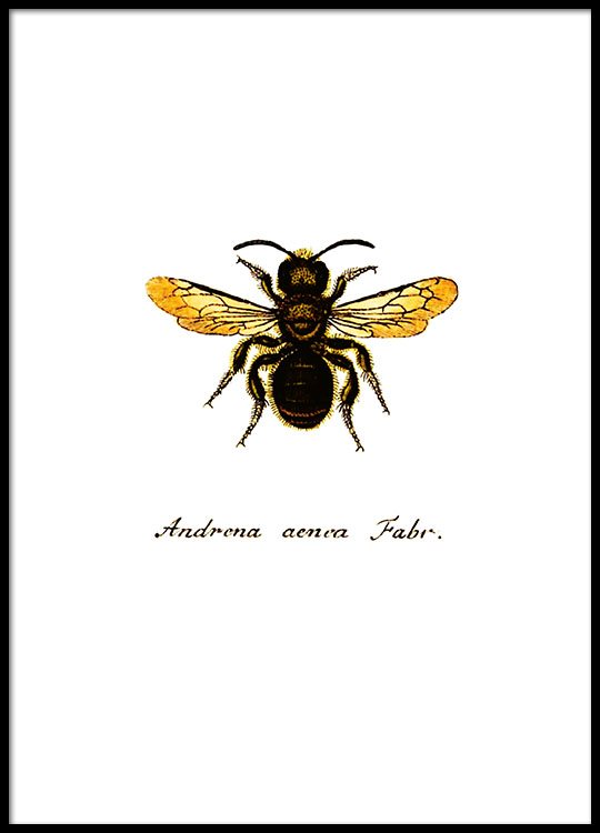  Print  with a bee  Insect prints 