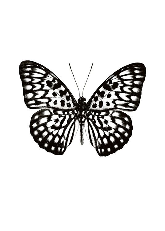 Butterfly Black And White, Poster / Animals at Desenio AB (7591)