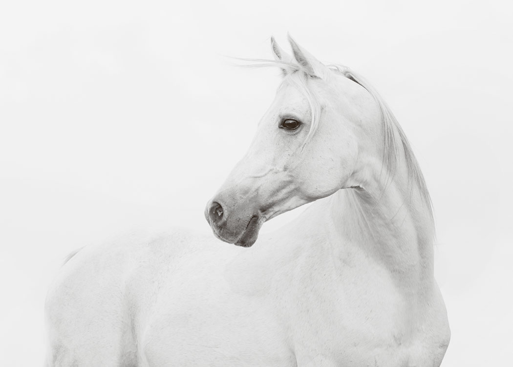 White Horse, Posters / Animals at Desenio AB (7641)