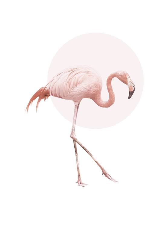 Illustrated Flamingo, Poster / Animals at Desenio AB (7826)