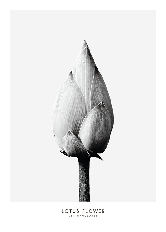 Lotus Flower, Poster / Botanical at Desenio AB (7936)