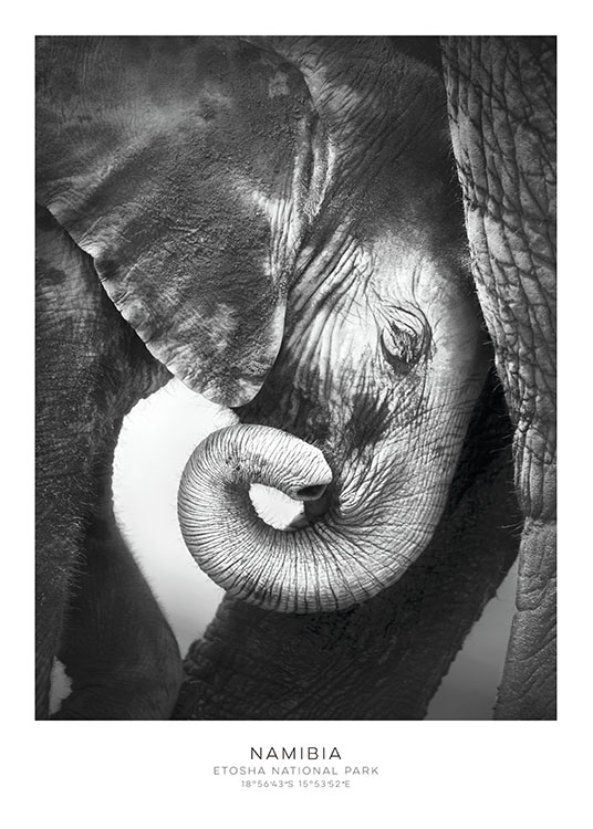 Elephant, Poster  / Retro & vintage at Desenio AB (7948)