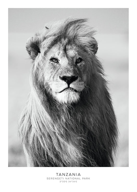 Lion, Posters