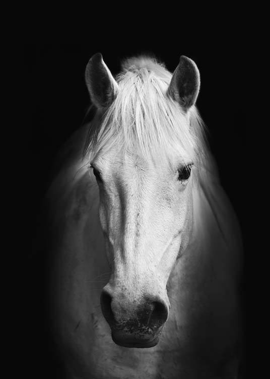 Horse B&W, Poster / Black & white at Desenio AB (8108)