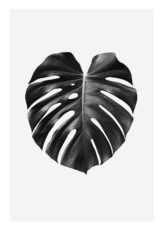 Black and white prints and posters | Botanical prints for fashionable decor