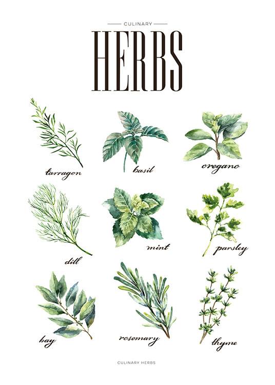 Herbs Green, Poster / Kitchen at Desenio AB (8230)