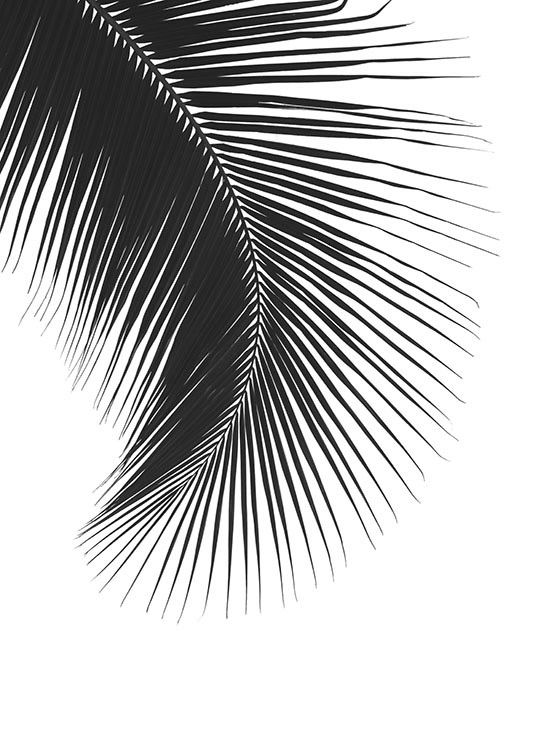 Black Palm Leaf, Poster
