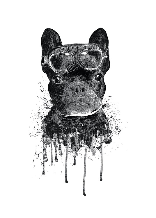 French Bulldog, Poster / Animals at Desenio AB (8247)