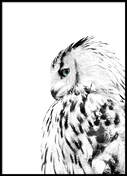 White Owl Poster