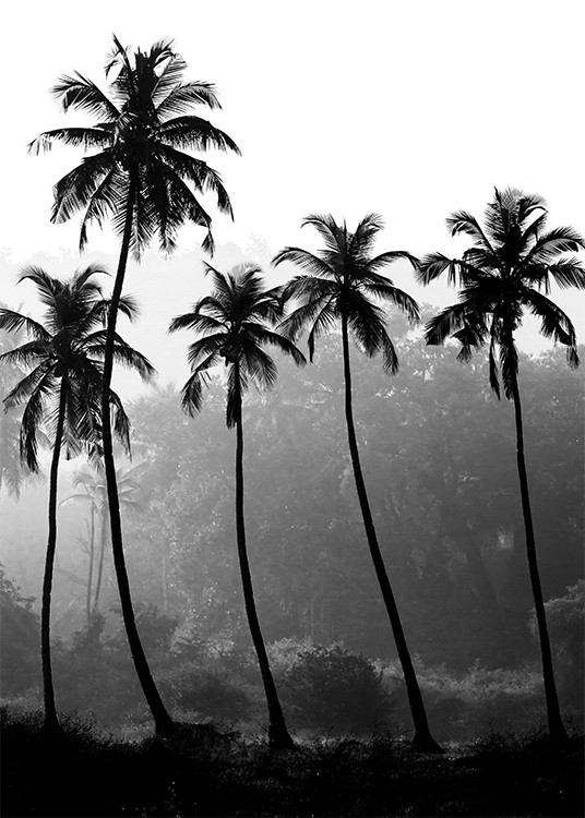  – Black and white photograph of a bunch of tall palm trees with a rainforest in the background